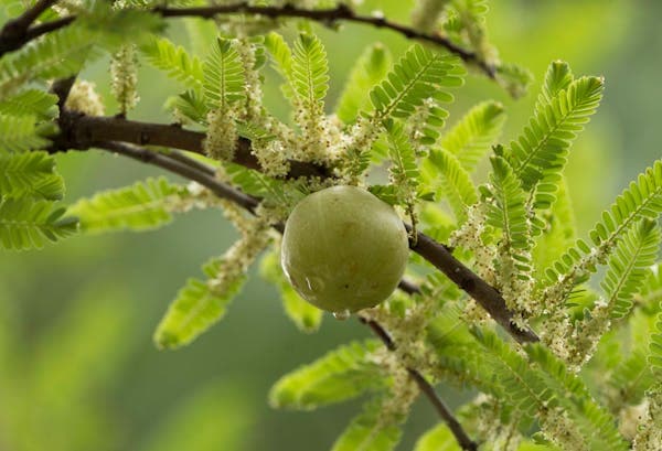 Amla Powder